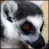 azah_lemur