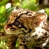 Ornery_Ocelot