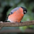 bulllfinch