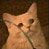 my name is sadde catte