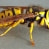 Yellowjacket