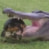 EliteTurtler