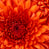 Volstaggs