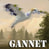 nbgannet