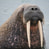 Walrus_Morj