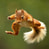 polysquirrel