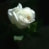 TheWhiteRose
