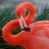 flamingoboots