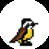 kiskadee