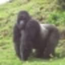 GOG profile picture for @Primate