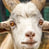 GoatSage