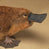 roflplatypus