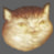 my name is catte