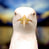 Mr_Foxer
