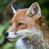 Firefox31780