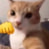 goibee