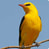 Goldenoriole