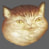 my name is catte
