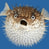Dis_Seems_Fisheh