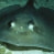 stingray9