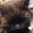 my name is supyreor catte
