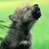 Wolfy777